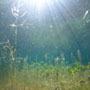 gruenersee:grassland under