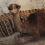 sahara:coke drinking camel