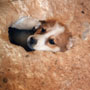 djerba:puppy in cave