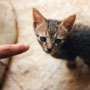 djerba:smallest cat